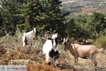 JustGreece.com On the way to Spili to Preveli | South Crete | Greece  Photo 4 - Foto van JustGreece.com