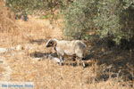 JustGreece.com Villa Kapariana near Mires | South Crete | Greece  Photo 11 - Foto van JustGreece.com