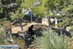 Monastery Odigitria | South Crete | Greece  Photo 24 - Photo JustGreece.com