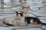 Lendas (Lentas) | South Crete | Greece  Photo 15 - Photo JustGreece.com