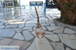 JustGreece.com Lendas (Lentas) | South Crete | Greece  Photo 38 - Foto van JustGreece.com