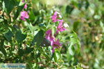 JustGreece.com Lendas (Lentas) | South Crete | Greece  Photo 49 - Foto van JustGreece.com