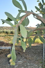 Prickly pear Cactus | South Crete | Greece  Photo 1 - Photo JustGreece.com