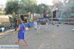 Donkey sanctuary Aghia Marina near Petrokefali | South Crete | Greece  Photo 2 - Photo JustGreece.com