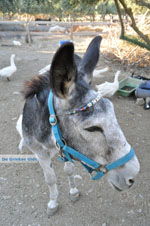 JustGreece.com Donkey sanctuary Aghia Marina near Petrokefali | South Crete | Greece  Photo 3 - Foto van JustGreece.com