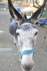 JustGreece.com Donkey sanctuary Aghia Marina near Petrokefali | South Crete | Greece  Photo 4 - Foto van JustGreece.com