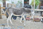 JustGreece.com Donkey sanctuary Aghia Marina near Petrokefali | South Crete | Greece  Photo 7 - Foto van JustGreece.com