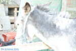 Donkey sanctuary Aghia Marina near Petrokefali | South Crete | Greece  Photo 8 - Photo JustGreece.com