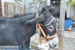 JustGreece.com Donkey sanctuary Aghia Marina near Petrokefali | South Crete | Greece  Photo 9 - Foto van JustGreece.com