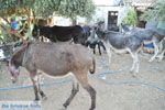 JustGreece.com Donkey sanctuary Aghia Marina near Petrokefali | South Crete | Greece  Photo 11 - Foto van JustGreece.com