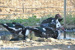 Donkey sanctuary Aghia Marina near Petrokefali | South Crete | Greece  Photo 12 - Photo JustGreece.com