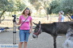 JustGreece.com Donkey sanctuary Aghia Marina near Petrokefali | South Crete | Greece  Photo 15 - Foto van JustGreece.com