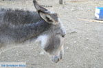 JustGreece.com Donkey sanctuary Aghia Marina near Petrokefali | South Crete | Greece  Photo 16 - Foto van JustGreece.com