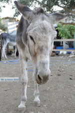 JustGreece.com Donkey sanctuary Aghia Marina near Petrokefali | South Crete | Greece  Photo 17 - Foto van JustGreece.com