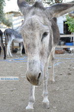 Donkey sanctuary Aghia Marina near Petrokefali | South Crete | Greece  Photo 18 - Photo JustGreece.com