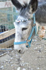 JustGreece.com Donkey sanctuary Aghia Marina near Petrokefali | South Crete | Greece  Photo 19 - Foto van JustGreece.com