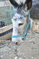 Donkey sanctuary Aghia Marina near Petrokefali | South Crete | Greece  Photo 19 - Photo JustGreece.com