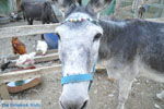 JustGreece.com Donkey sanctuary Aghia Marina near Petrokefali | South Crete | Greece  Photo 20 - Foto van JustGreece.com