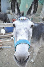 JustGreece.com Donkey sanctuary Aghia Marina near Petrokefali | South Crete | Greece  Photo 21 - Foto van JustGreece.com