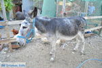 JustGreece.com Donkey sanctuary Aghia Marina near Petrokefali | South Crete | Greece  Photo 22 - Foto van JustGreece.com