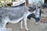 JustGreece.com Donkey sanctuary Aghia Marina near Petrokefali | South Crete | Greece  Photo 23 - Foto van JustGreece.com