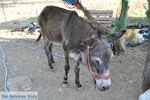 Donkey sanctuary Aghia Marina near Petrokefali | South Crete | Greece  Photo 24 - Photo JustGreece.com