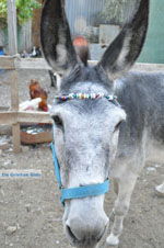 Donkey sanctuary Aghia Marina near Petrokefali | South Crete | Greece  Photo 26 - Photo JustGreece.com