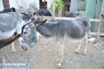 Donkey sanctuary Aghia Marina near Petrokefali | South Crete | Greece  Photo 27 - Photo JustGreece.com