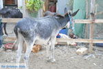 Donkey sanctuary Aghia Marina near Petrokefali | South Crete | Greece  Photo 28 - Photo JustGreece.com
