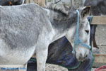 Donkey sanctuary Aghia Marina near Petrokefali | South Crete | Greece  Photo 29 - Photo JustGreece.com