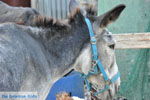 JustGreece.com Donkey sanctuary Aghia Marina near Petrokefali | South Crete | Greece  Photo 30 - Foto van JustGreece.com