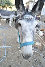 Donkey sanctuary Aghia Marina near Petrokefali | South Crete | Greece  Photo 31 - Photo JustGreece.com