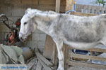 JustGreece.com Donkey sanctuary Aghia Marina near Petrokefali | South Crete | Greece  Photo 32 - Foto van JustGreece.com