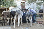 JustGreece.com Donkey sanctuary Aghia Marina near Petrokefali | South Crete | Greece  Photo 33 - Foto van JustGreece.com