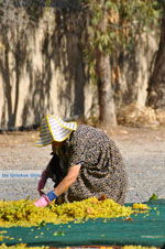 JustGreece.com Panagia Kaliviani near Mires| South Crete | Greece  Photo 11 - Foto van JustGreece.com