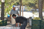 JustGreece.com Panagia Kaliviani near Mires| South Crete | Greece  Photo 18 - Foto van JustGreece.com