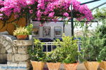 JustGreece.com Kamilari | South Crete | Greece  Photo 16 - Foto van JustGreece.com