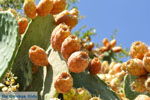 Cactusvijgen near Taverna the Belgen in Vori | South Crete | Greece  Photo 2 - Photo JustGreece.com