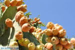 JustGreece.com Cactusvijgen near Taverna the Belgen in Vori | South Crete | Greece  Photo 3 - Foto van JustGreece.com