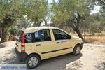 Gele Fiat Panda between the olijfbomen | South Crete | Greece  - Photo JustGreece.com