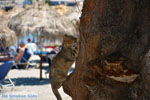 JustGreece.com Agia Pelagia | Kythira | Greece  Photo 104 - Foto van JustGreece.com