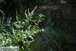 JustGreece.com Near the bronnen of Karavas | Kythira | Photo 23 - Foto van JustGreece.com