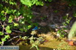 Near the bronnen of Karavas | Kythira | Photo 27 - Photo JustGreece.com