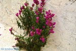 JustGreece.com Kythira town (Chora) | Greece | Greece  136 - Foto van JustGreece.com