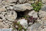 JustGreece.com Paliochora Kythira | Ionian Islands | Greece | Greece  Photo 10 - Foto van JustGreece.com