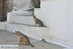 JustGreece.com Stenies | Island of Andros | Greece  Photo 12 - Foto van JustGreece.com