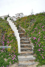 JustGreece.com Batsi | Island of Andros | Greece  | Photo 6 - Foto van JustGreece.com