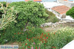 Batsi | Island of Andros | Greece  | Photo 15 - Photo JustGreece.com