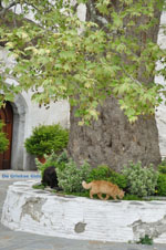 JustGreece.com Panachrantou monastery | Island of Andros | Greece  | Photo 15 - Foto van JustGreece.com