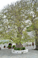 Panachrantou monastery | Island of Andros | Greece  | Photo 18 - Photo JustGreece.com